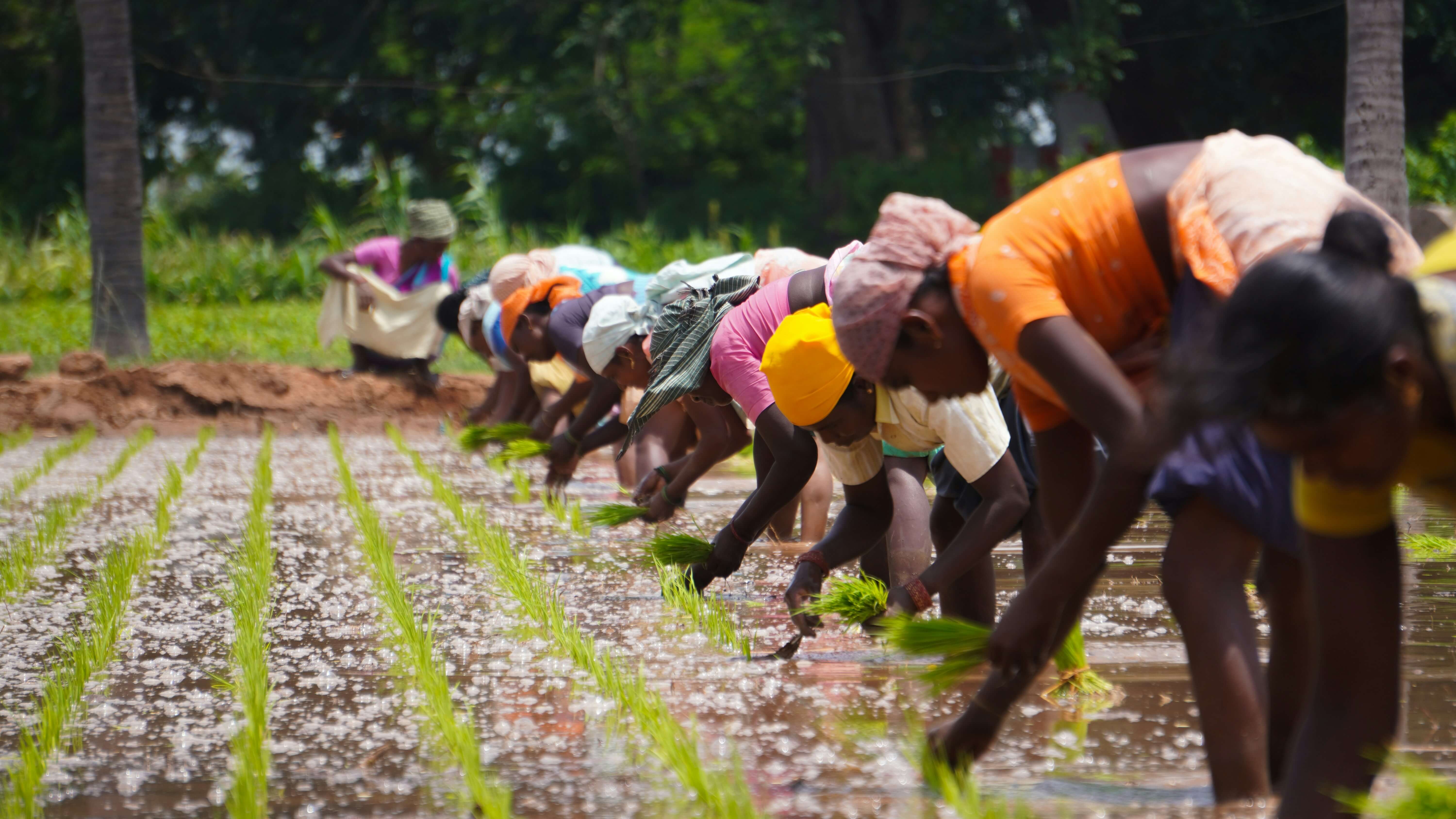 Grow Tech agronomists conducting farmer training session in Nigeria
